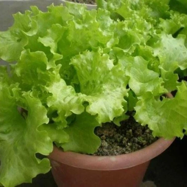 【奶油生菜种子】生菜种子速生意大利生菜家庭阳台四季蔬菜种子