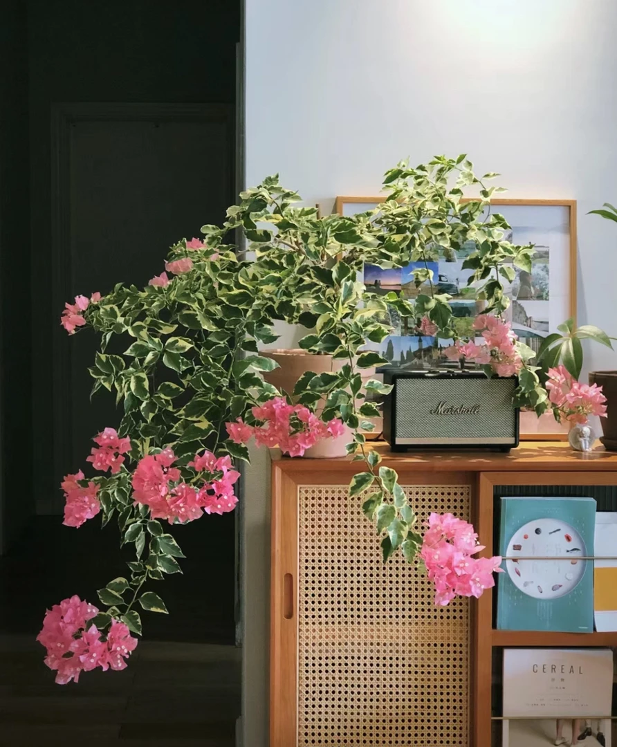 开播福利勿拍慎拍补差价链接三角梅开播指定中奖专用链接