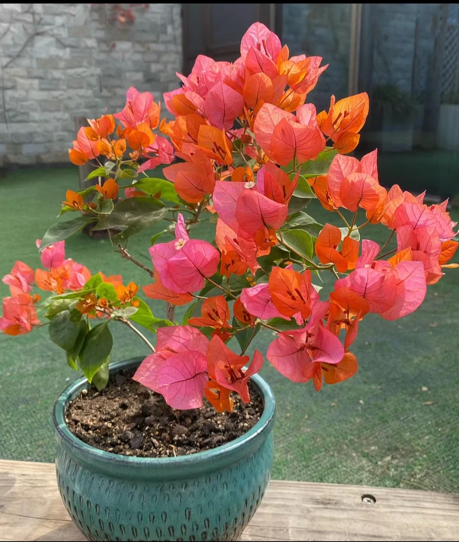 【波妹】原生扦插盆苗三角梅（英文翻译：Bois Rose）