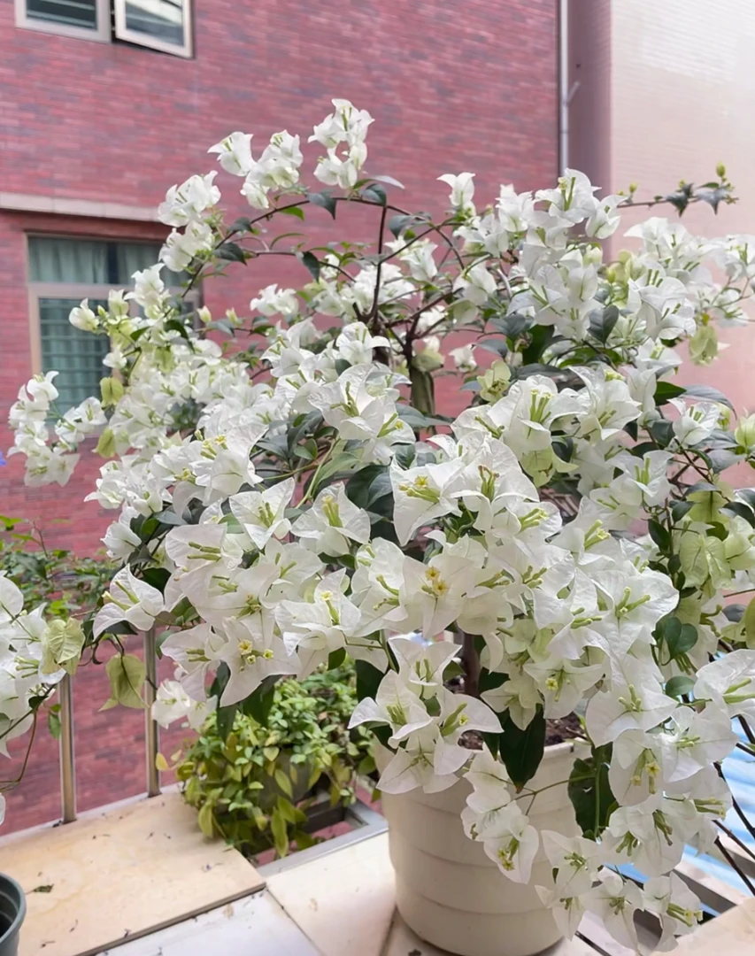 【白雪公主】原生扦插冠幅盆苗三角梅