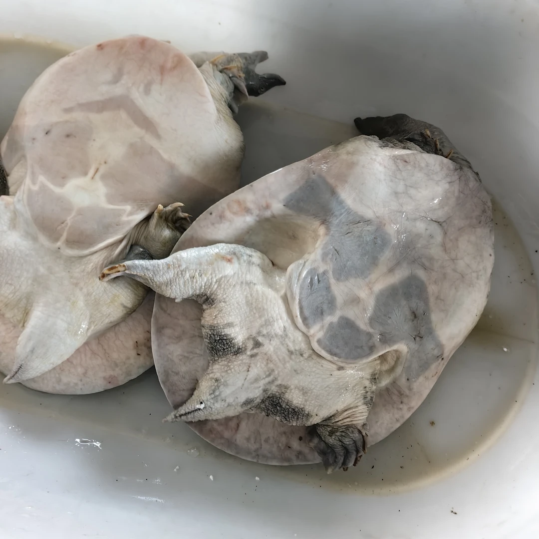 微瑕,江西老甲鱼