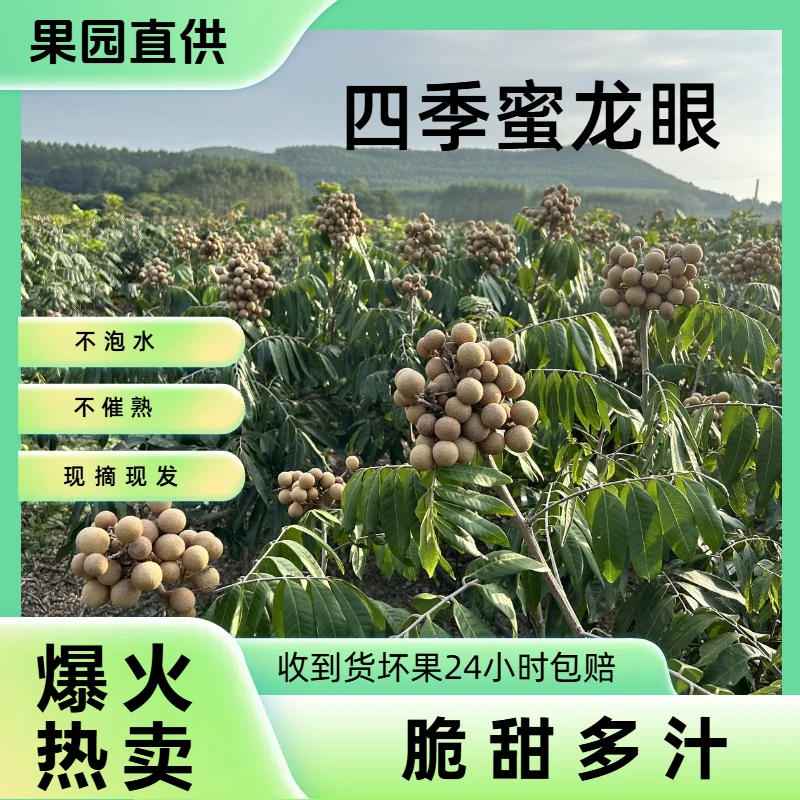 【活动中】现摘新鲜脆甜多汁福建云霄四季蜜龙眼