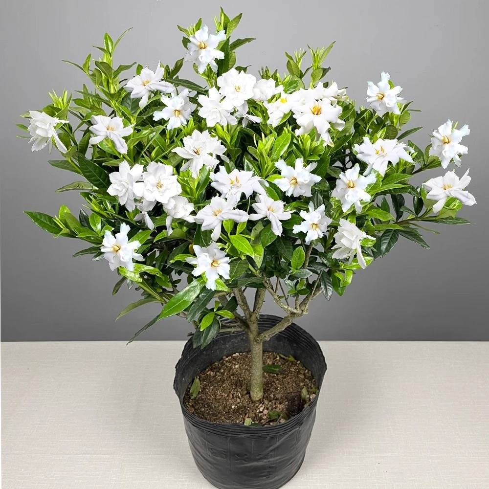 小叶栀子花独杆棒棒糖型易养活带花苞冬哥基地三年苗