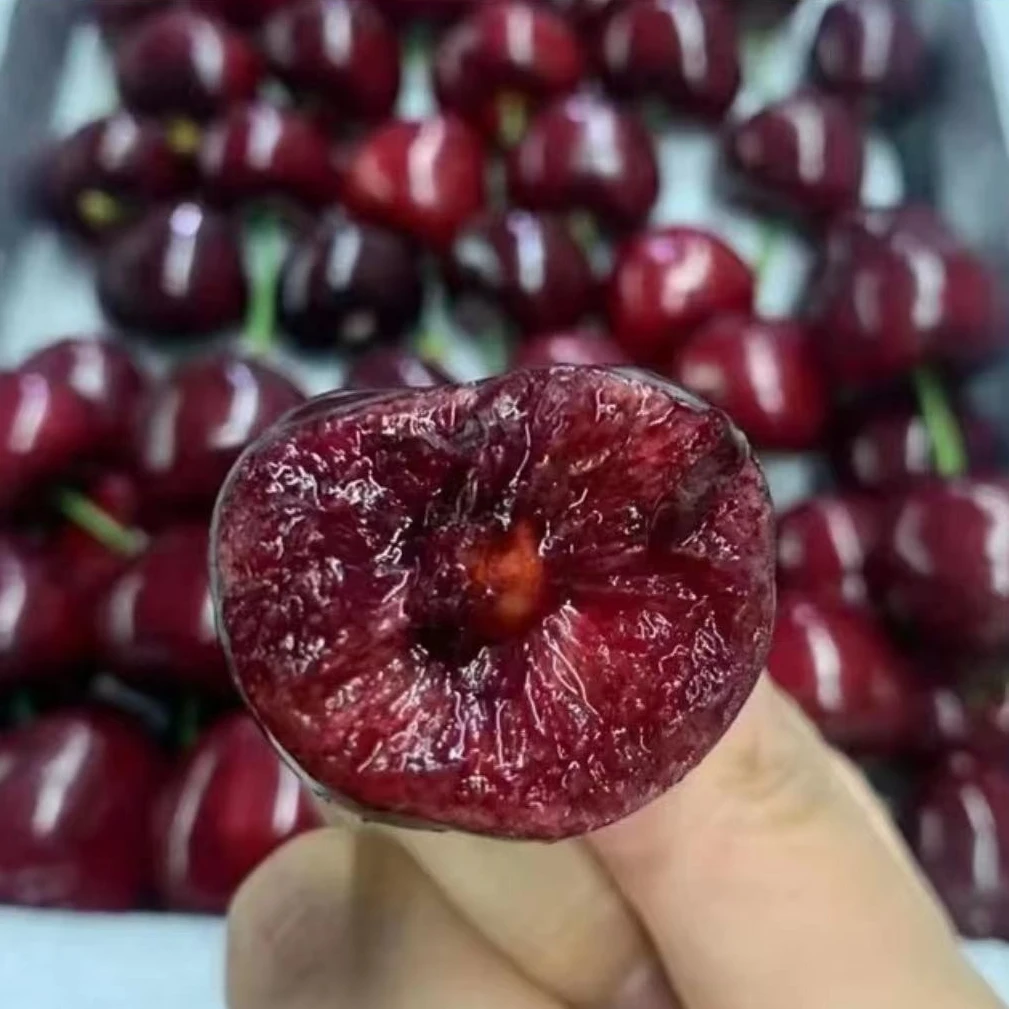 【果园直发】烟台美早大樱桃三斤装京东冷链