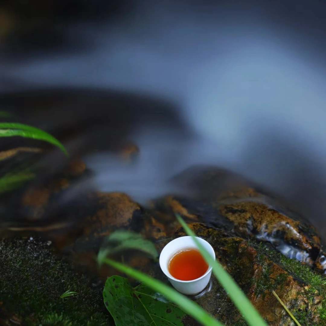 茶博会专场 武夷岩茶-3