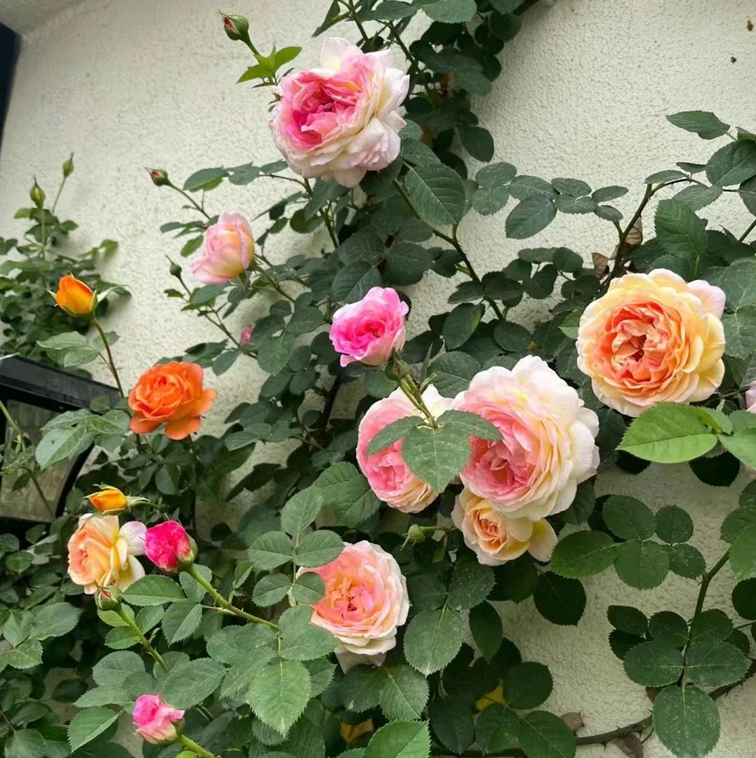 【詹森】爬藤月季大花多季开花