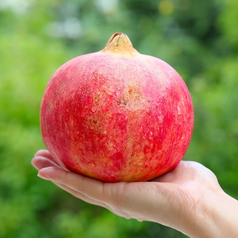 【品芒】会理软籽石榴新鲜4.5斤纯甜爆汁现摘现发坏果包赔