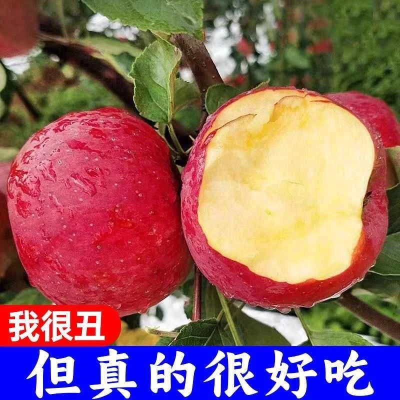 【坏果包赔】四川大凉山盐源高山丑苹果糖心苹果香甜3斤5斤8斤