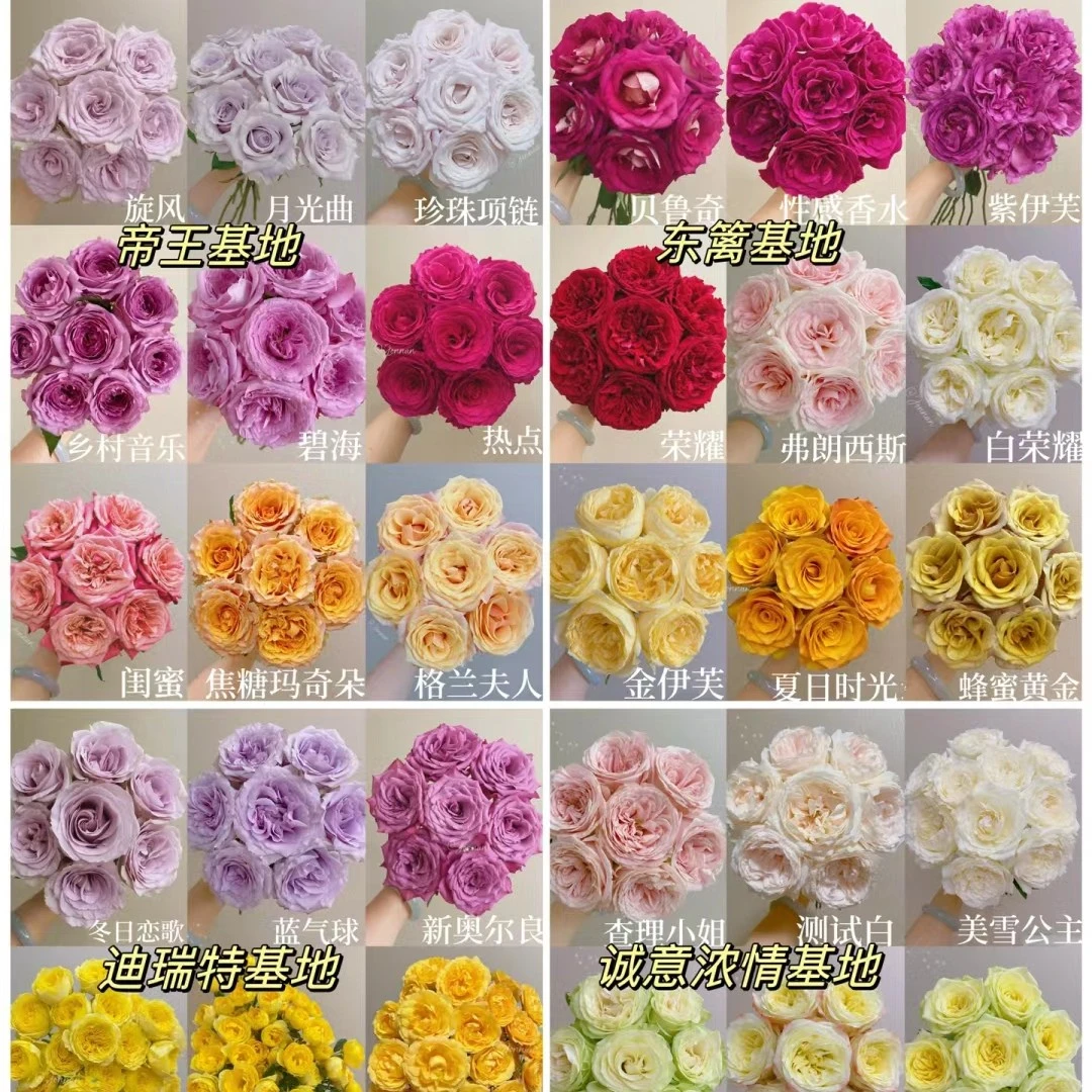 云南昆明玫瑰花鲜花直发全国各地