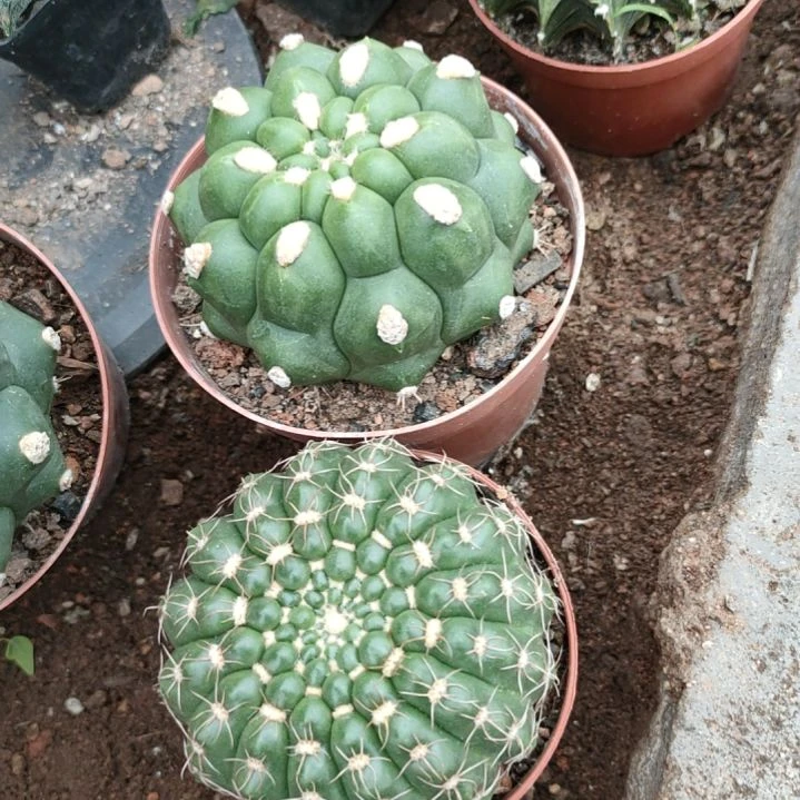 天然无刺新天地。一一一