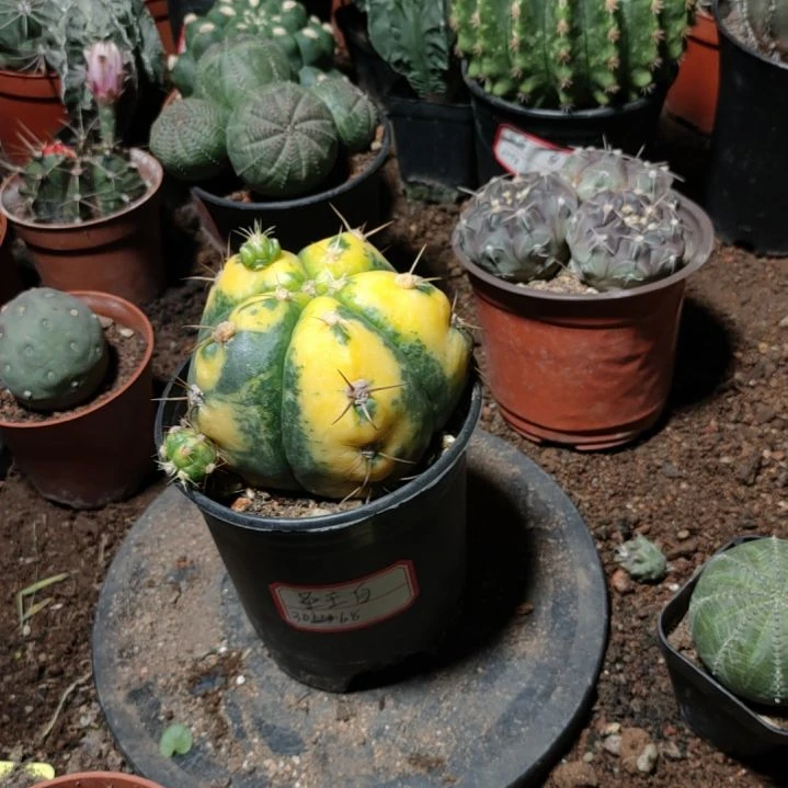 圣王玉锦一一一一