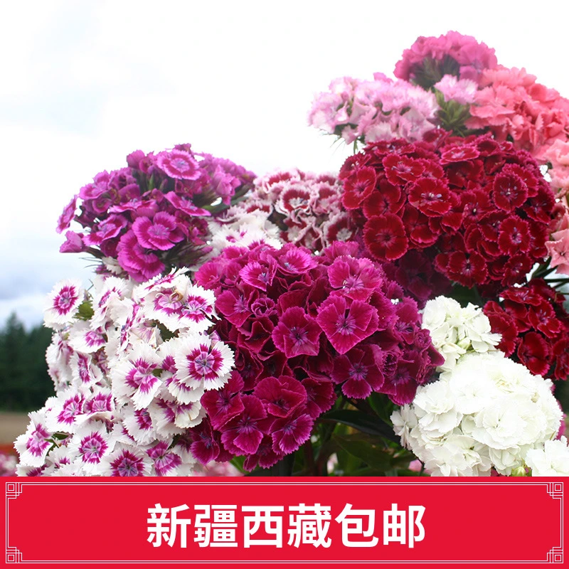 【新疆西藏包邮】美国石竹种子四季花种易活混色庭院美国石竹花