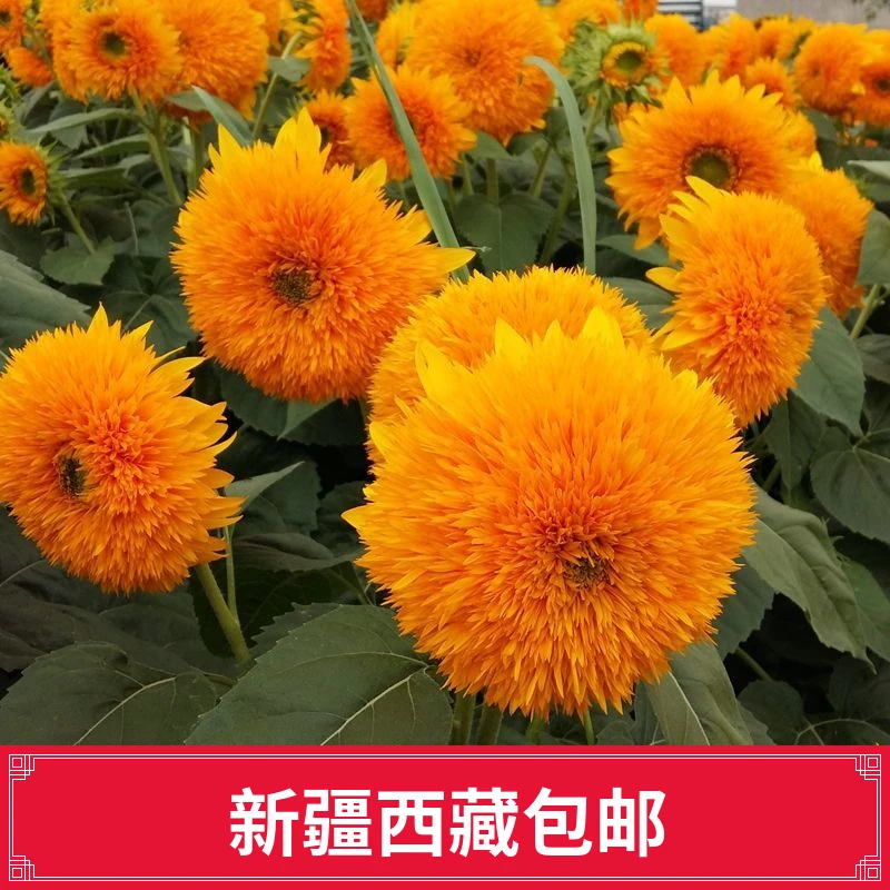 （新疆西藏包邮）盆栽矮向日葵种子重瓣向日葵种子玩具熊向日葵