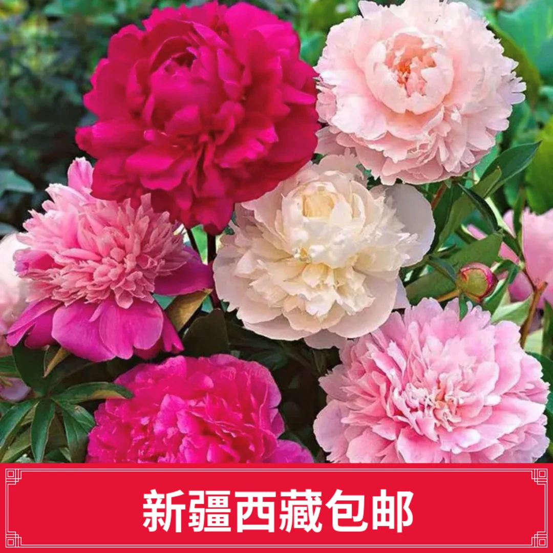 （新疆西藏包邮）混色浓香重瓣芍药花种子花大花花籽庭院阳台盆栽