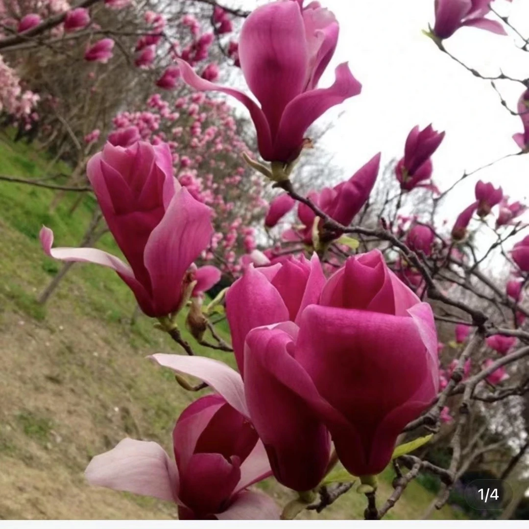 玉兰树南北方都可以种植耐寒抗热玉兰花树苗玉兰玉兰花玉兰花树