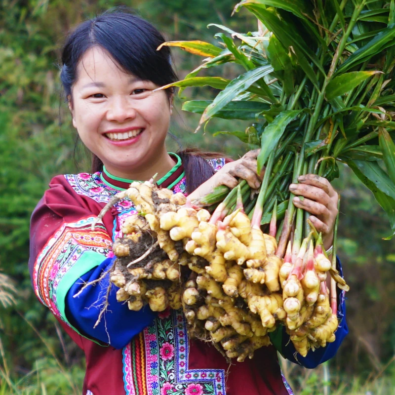 3斤 湖南通道小黄姜 新鲜生姜 现挖现发【顺丰包邮】