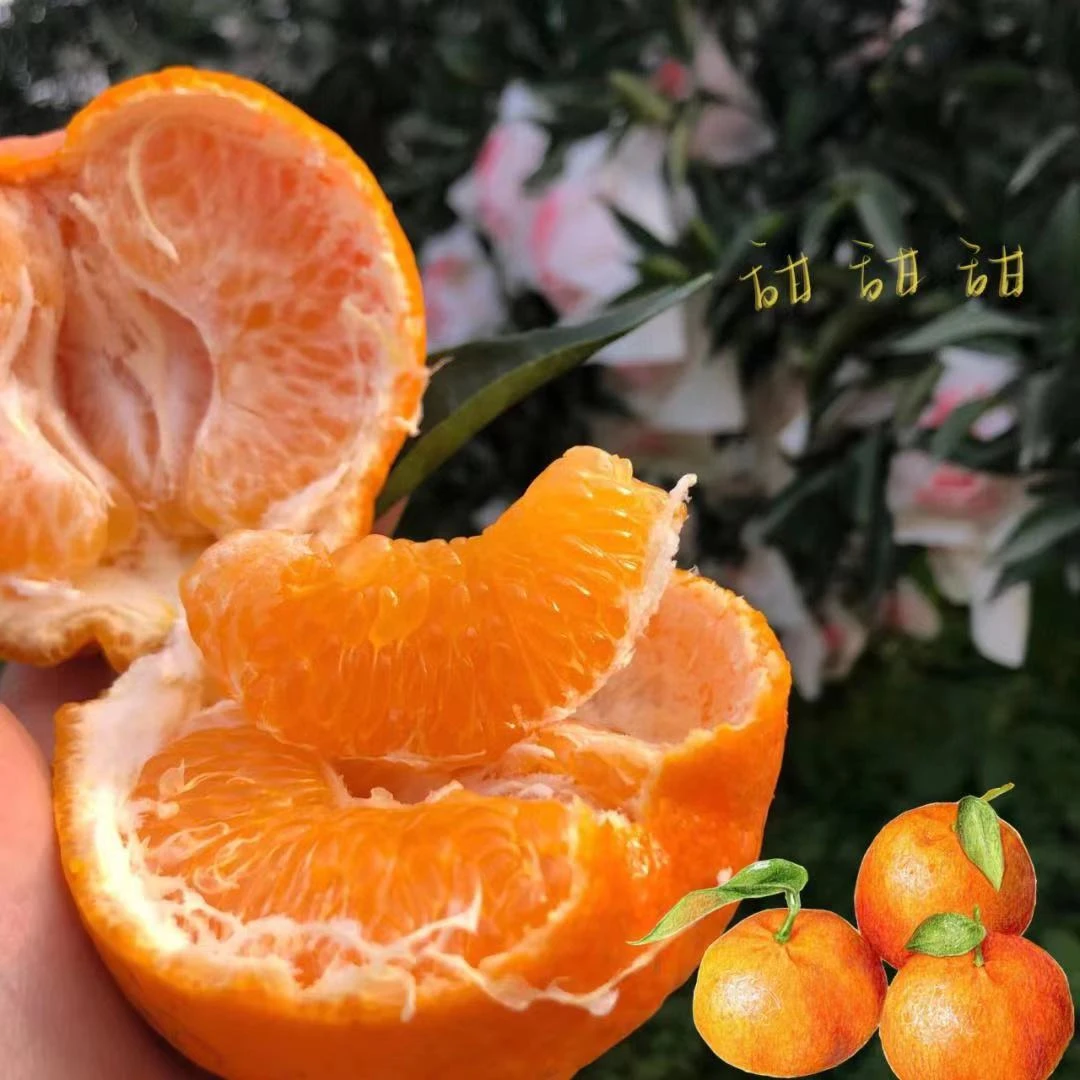 九零鲜果【同城配送】【四川】春见耙耙柑一筐【8斤左右】柑橘四川省四川省眉山市