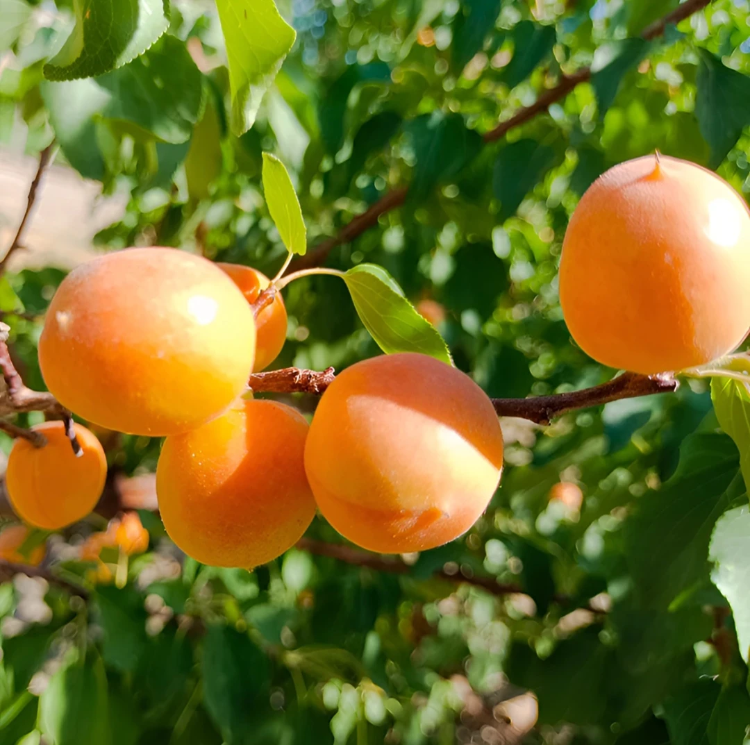 【三盛优选顺丰空运】新疆吊干小红杏1.5kg净重 一杏两吃树上熟