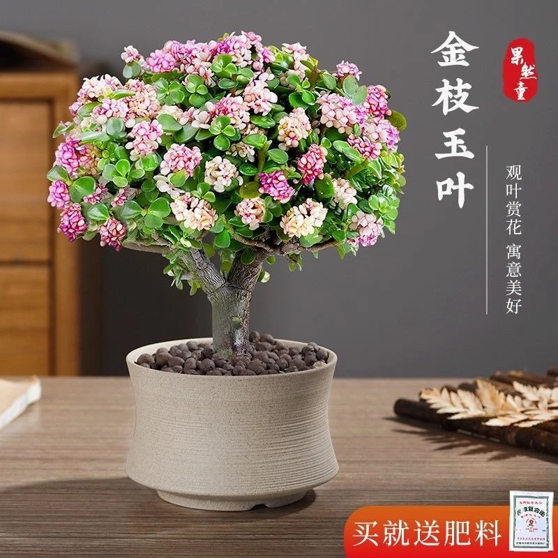 四季开花金枝玉叶寓意美好多肉植物观叶花卉桌面水培好养绿植盆景