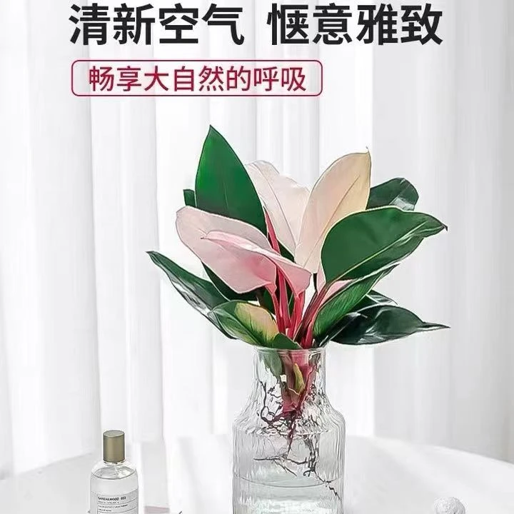 粉钻水培植物土培绿植粉公主蔓绿绒懒人好养植物客厅办公室吸甲醛