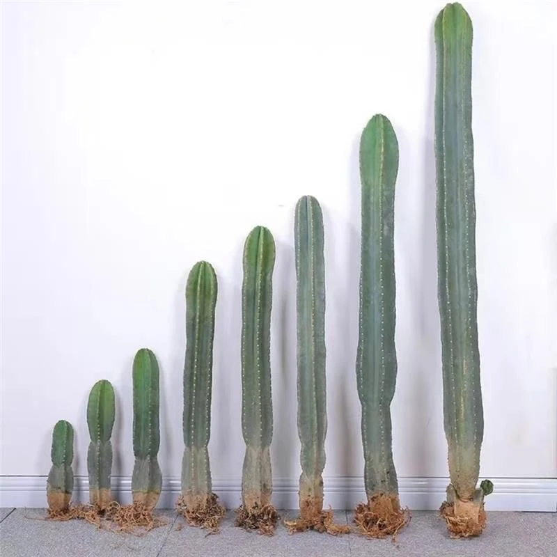 量天尺龙骨室内植物仙人掌多肉植物仙人柱大全沙漠绿植景观造景