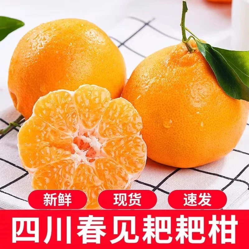 四川春见耙耙柑现摘新鲜当季孕妇水果高山丑桔子无籽粑粑柑精品
