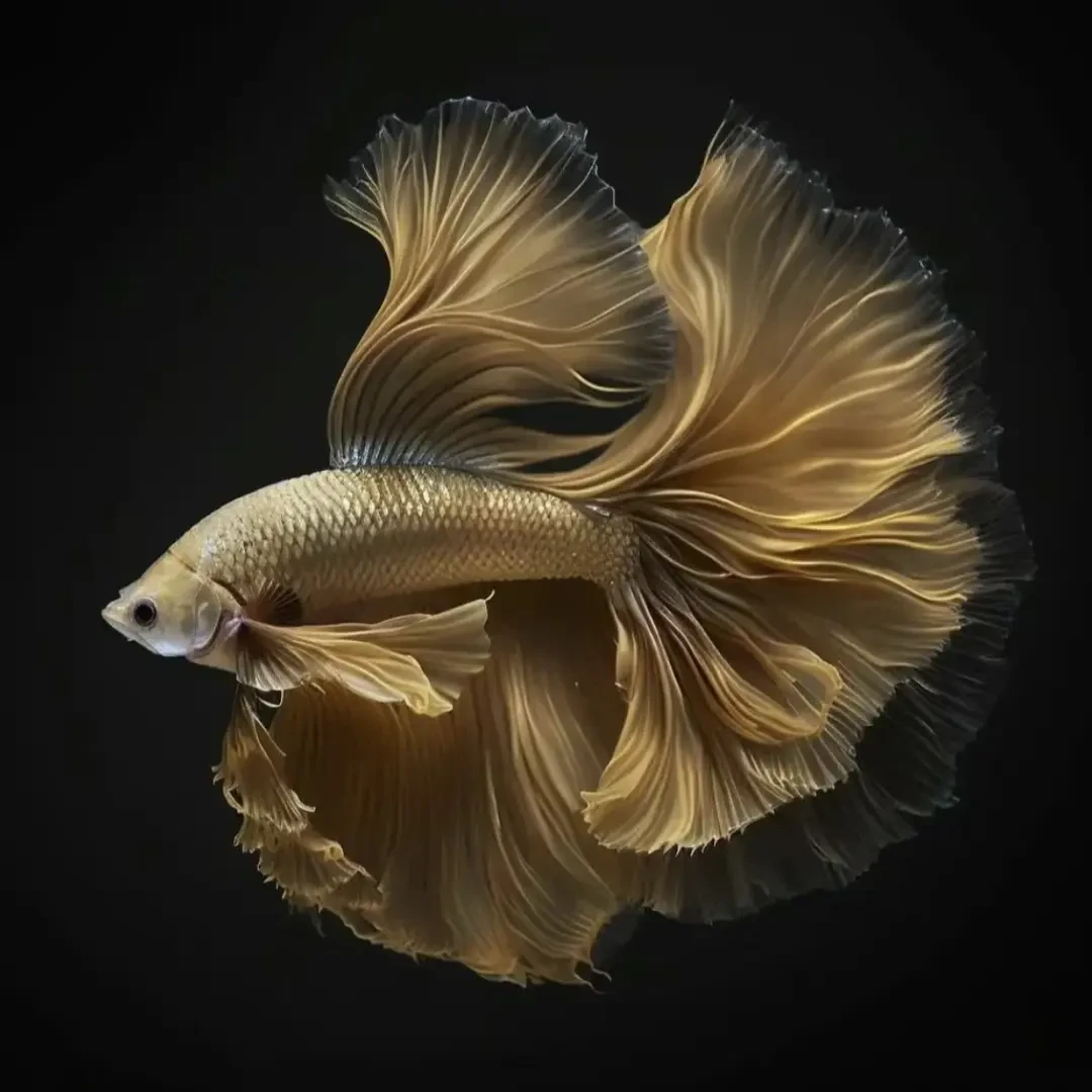 E7（145-168）泰国斗鱼活体精品观赏鱼活体（直播间选鱼）