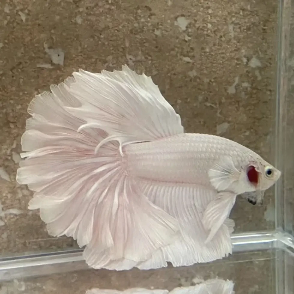 C14（313-336）泰国斗鱼活体精品观赏鱼活体（直播间选鱼）