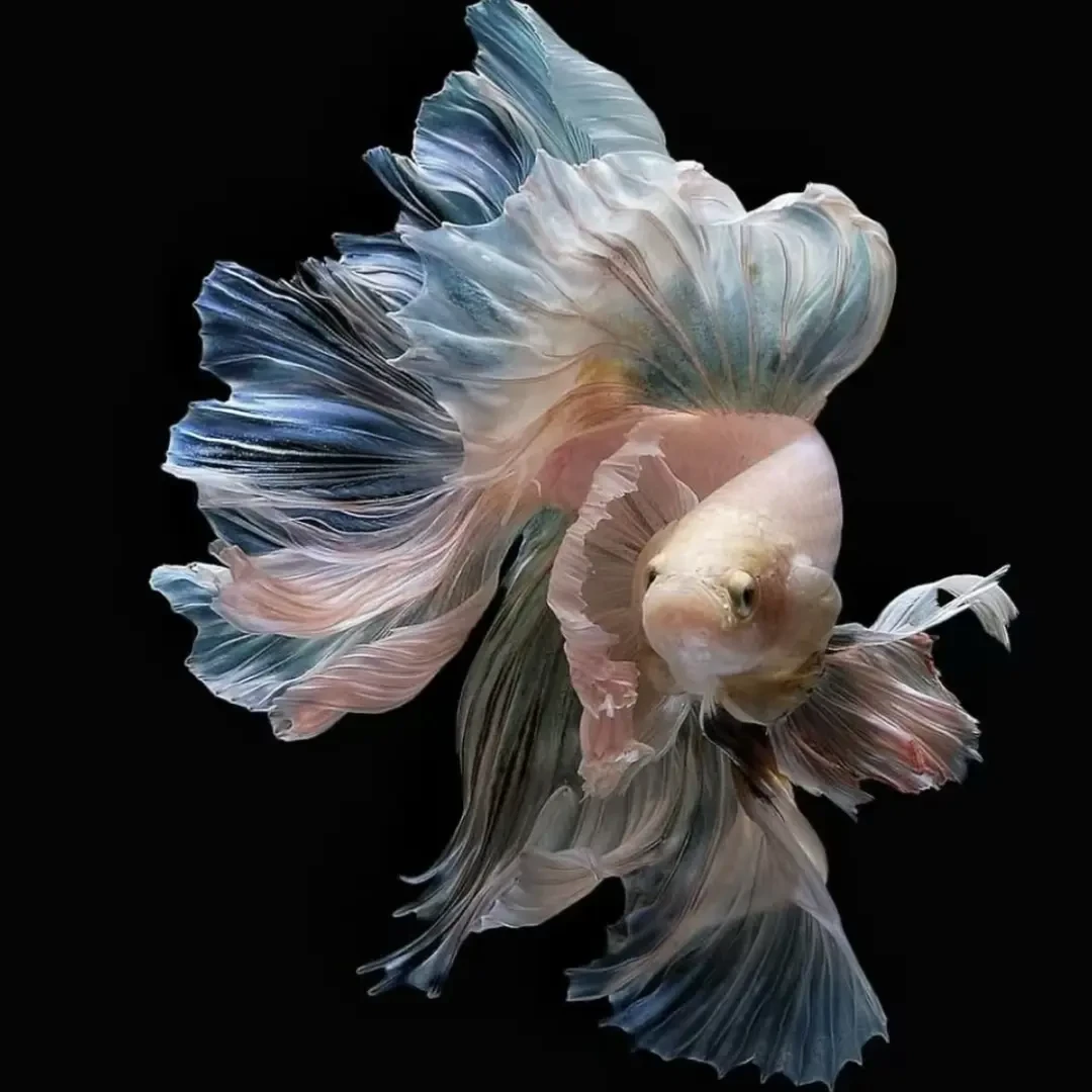 C6（121-144）泰国斗鱼活体精品观赏鱼活体（直播间选鱼）