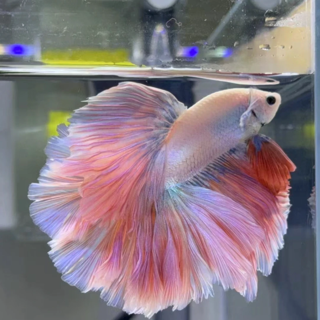 A10(217-240)精品泰国斗鱼热带小型观赏鱼婚纱半月(直播间选鱼)