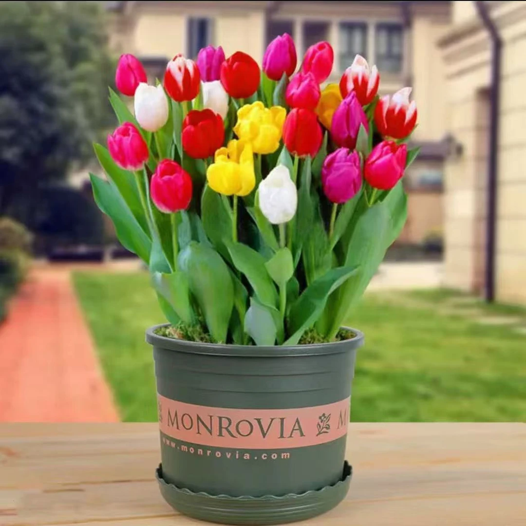 【土培郁金香】进口郁金香种球重瓣四季开花室内阳台庭院耐寒绿植花