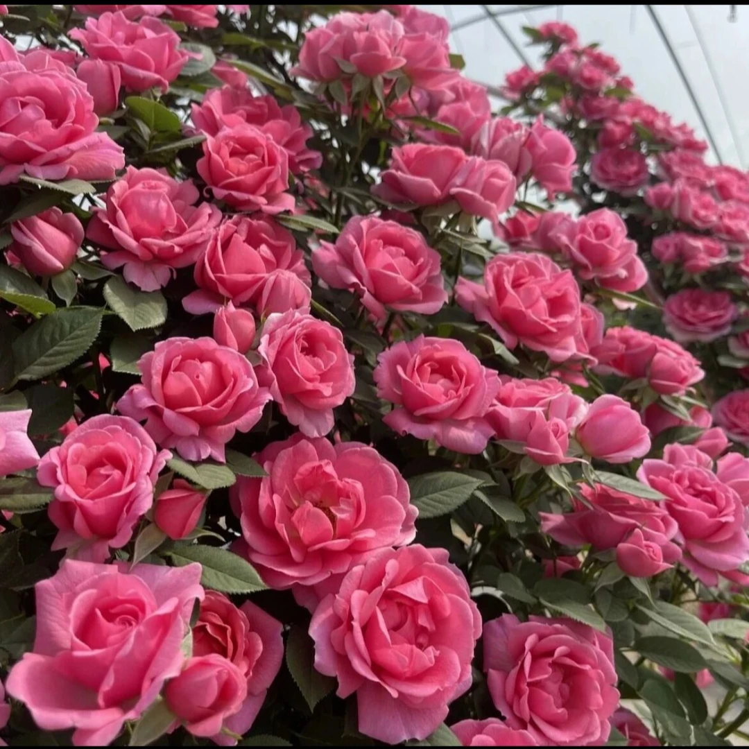 1.5-1.6米【嬉皮士星星玫瑰】粉贵妃大花藤本月季花期长 耐寒好养