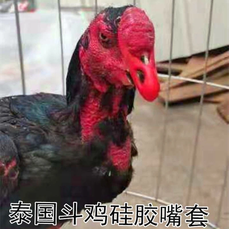 斗鸡用品 泰国硅胶嘴套 热卖护具 嘴套脚套 训练用品耐用结实