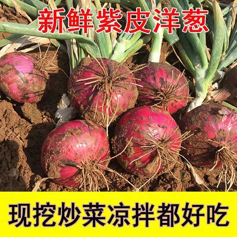 2025年新上市天然农家自种现挖新鲜紫皮洋葱红皮水果洋葱好吃不贵