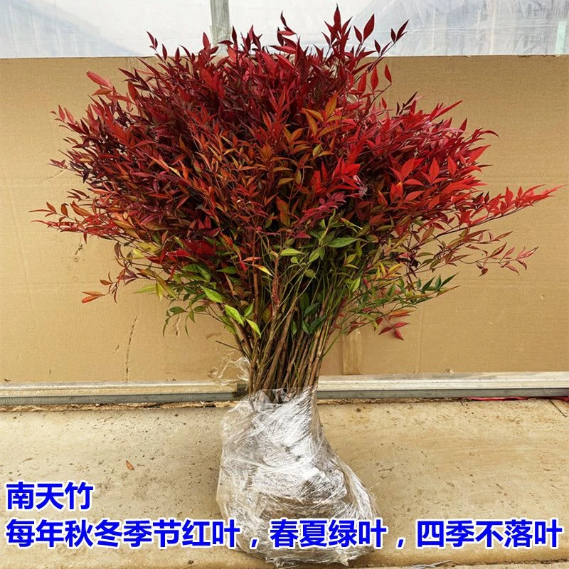 火焰南天竹小苗室外耐寒家庭绿化 盆栽地栽庭院阳台成活高