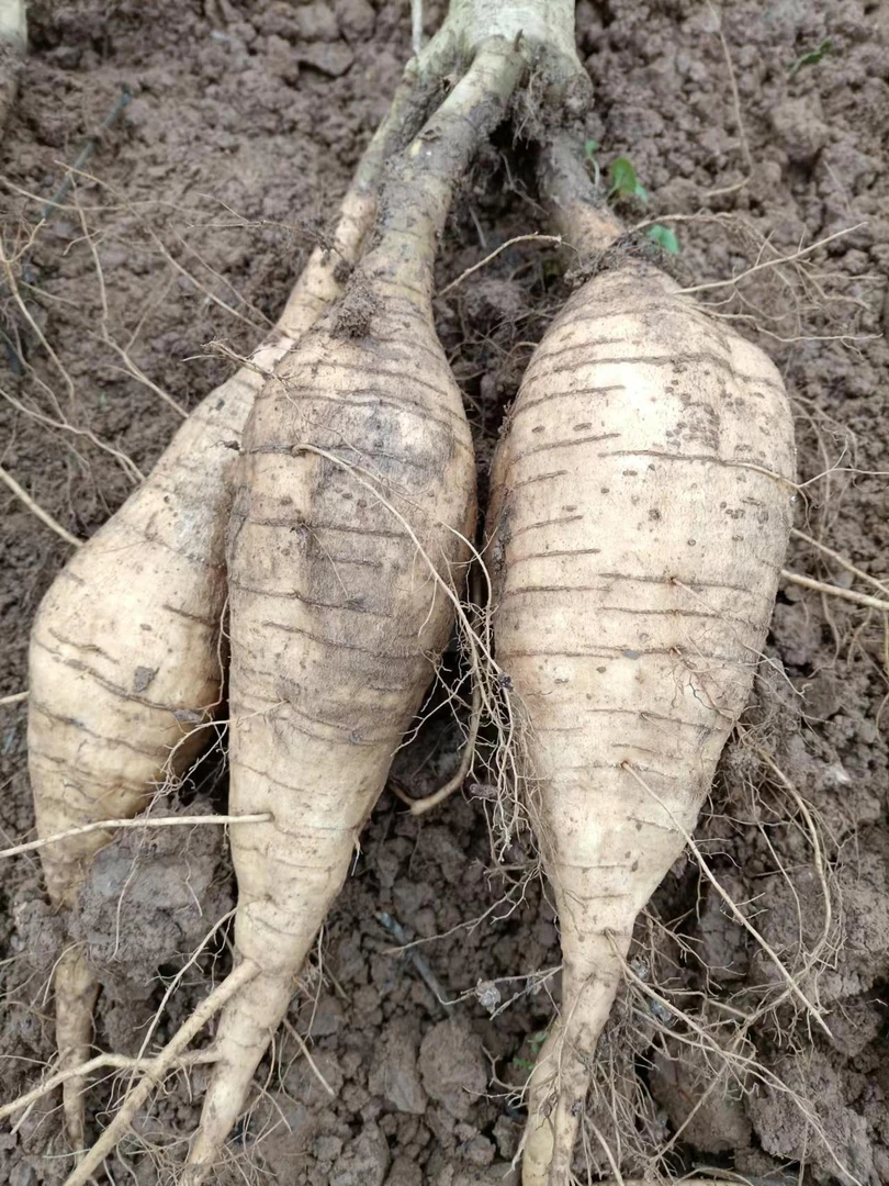 连州市特产新鲜葛根农家肥种植现挖食用粉葛煲汤材料清甜粉