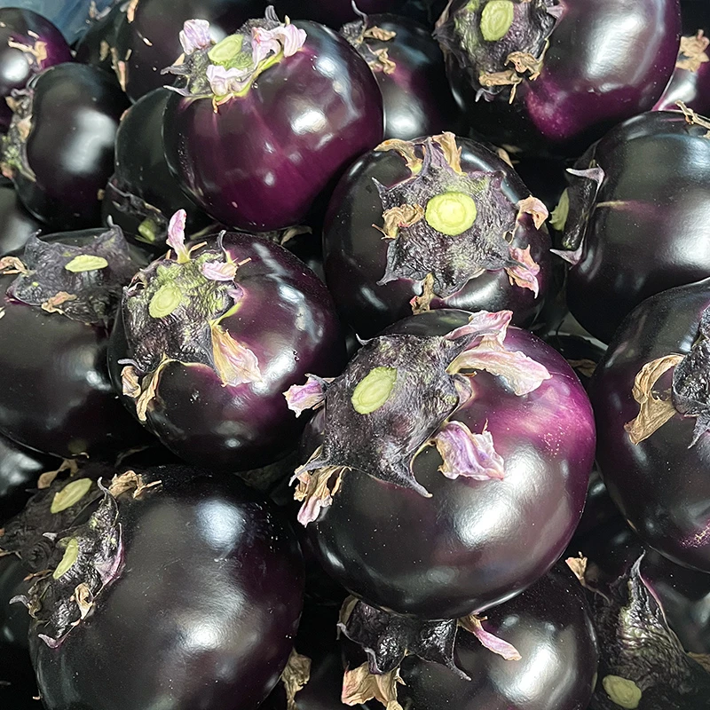 山东新鲜圆茄子新鲜4.5-5斤现摘现发产地直销新鲜原产地直发