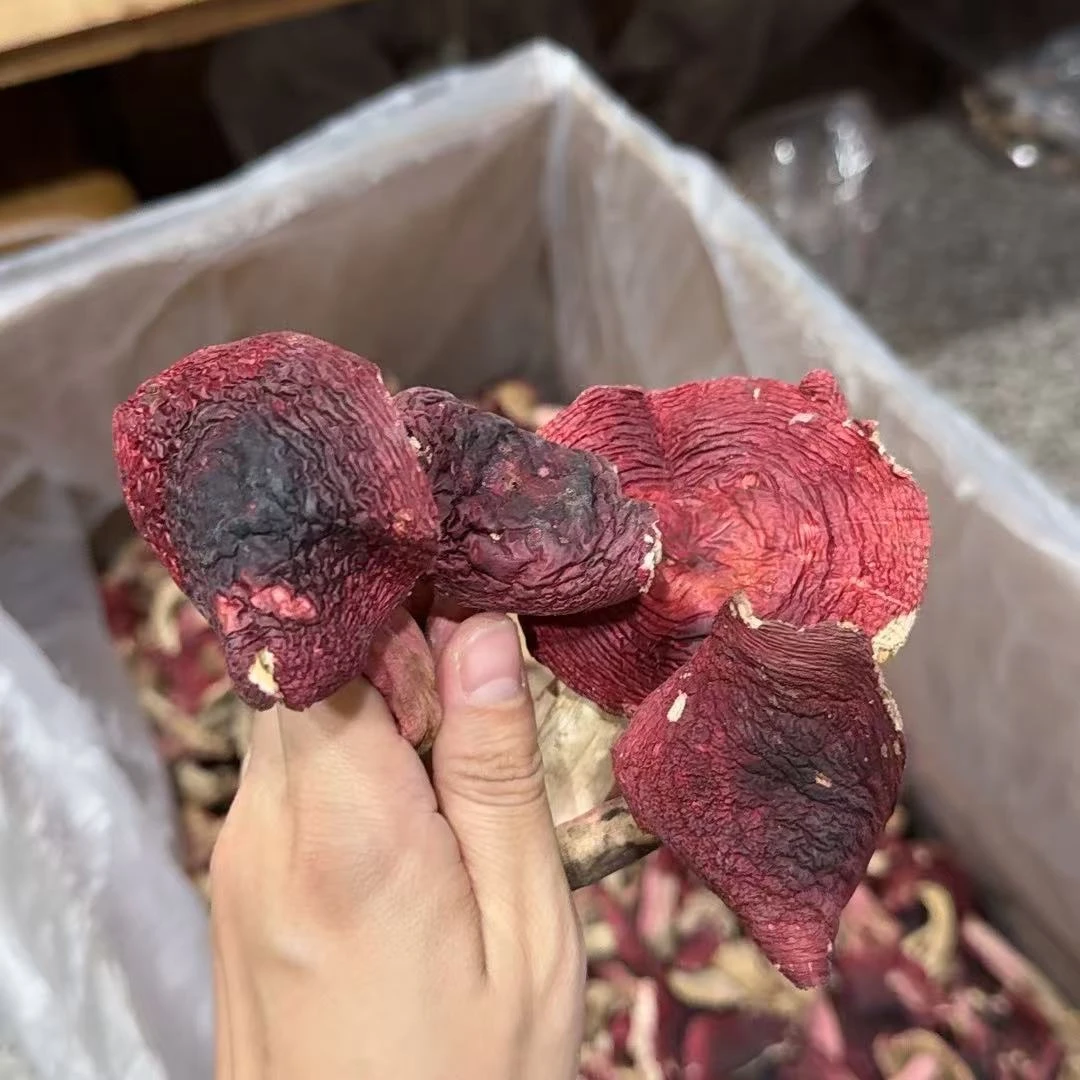 【云南黑面开菇】云南普洱蓝底红菇野生红菇 250g