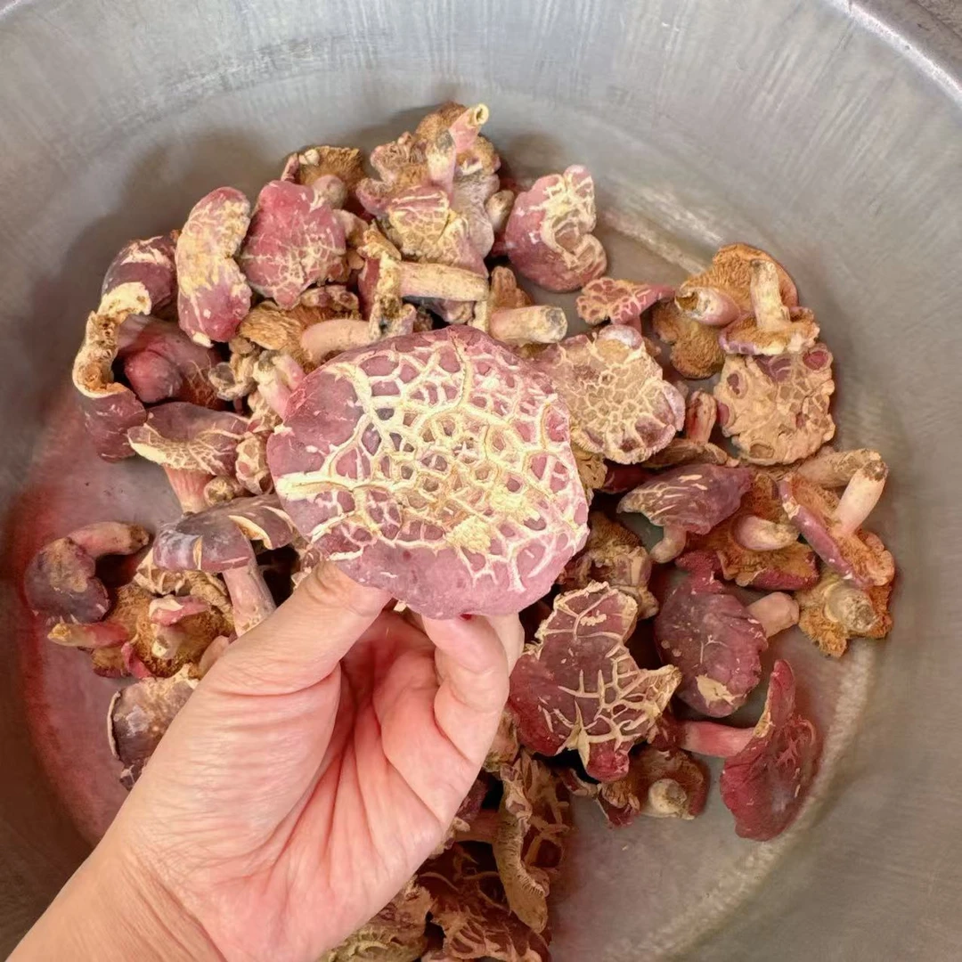 河南野生红菇 裂菇 直播间福利250g