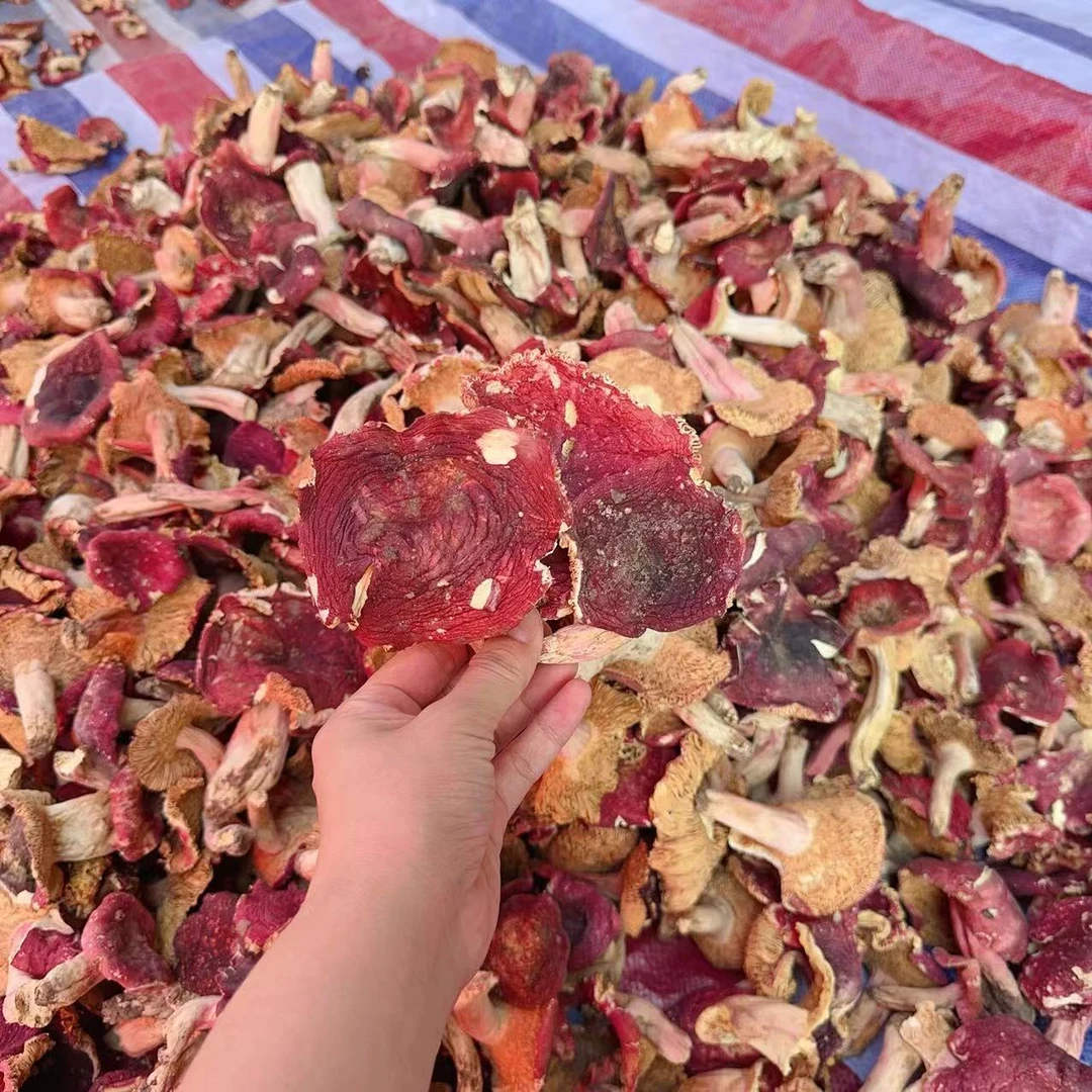 河南新菇 大朵菜菇 野生红菇煮面煮汤山里食材250g