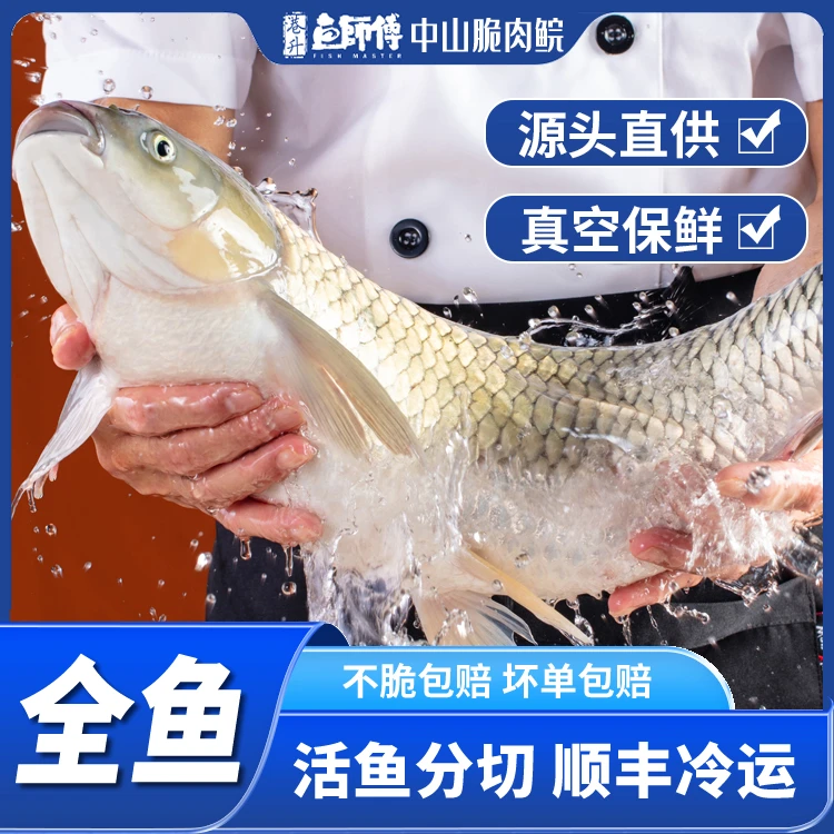 中山吊水脆肉鲩鱼现宰脆鱼鱼活鱼分切脆鲩鲜活保鲜脆肉皖鱼塘发货