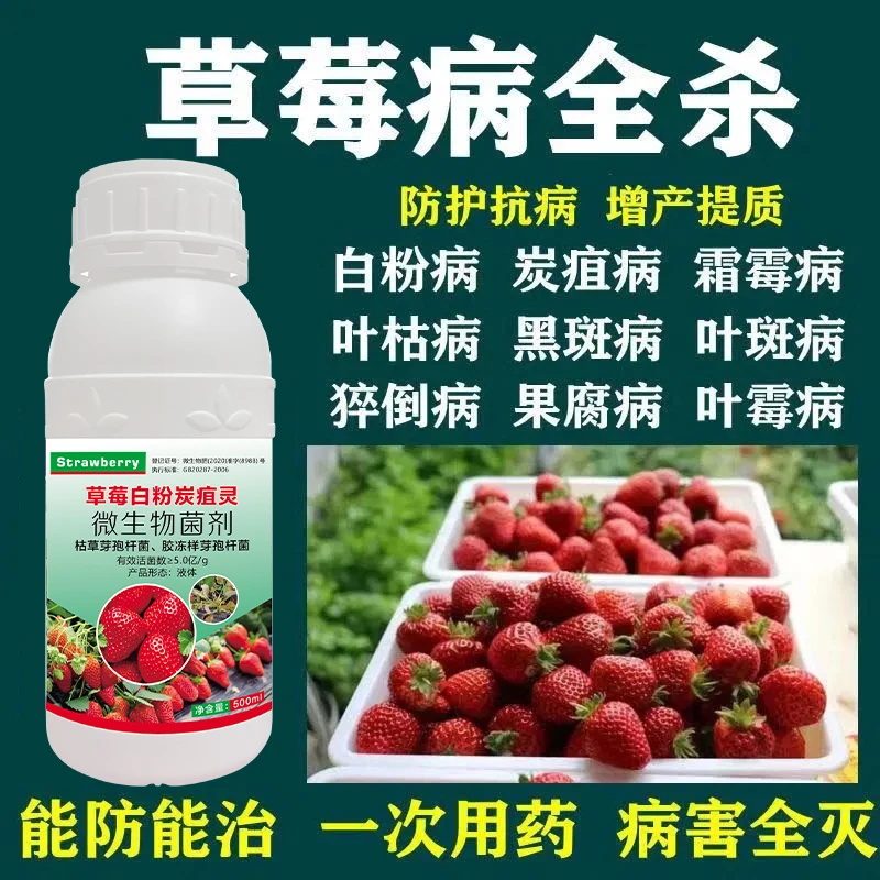 草莓病专用草莓炭疽病青枯白粉霜霉灰霉病果腐叶斑病根腐褐斑病