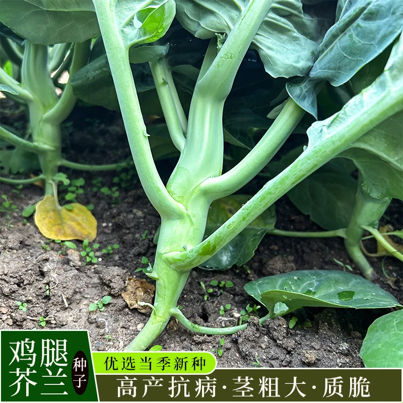 甜脆鸡腿芥兰种子抗病耐寒容易种植盆栽家庭小菜园四季蔬菜种