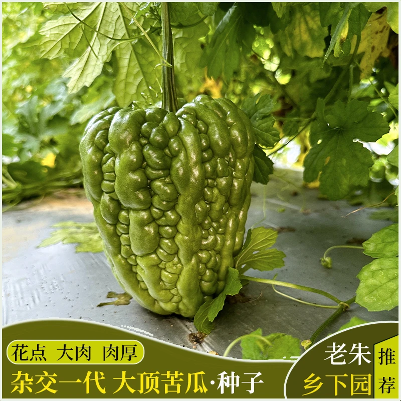 【老朱推荐】早中熟杂交一代大顶苦瓜种子种苗春秋季阳台盆栽蔬菜种