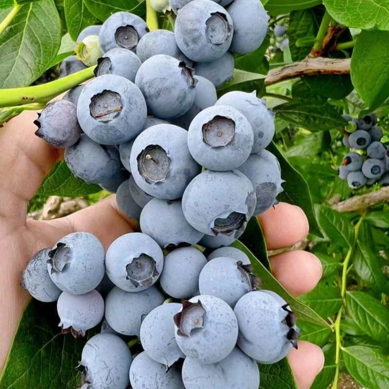 大果蓝莓树苗盆栽南方北方阳台庭院种植种植两季结果抗寒蓝莓苗
