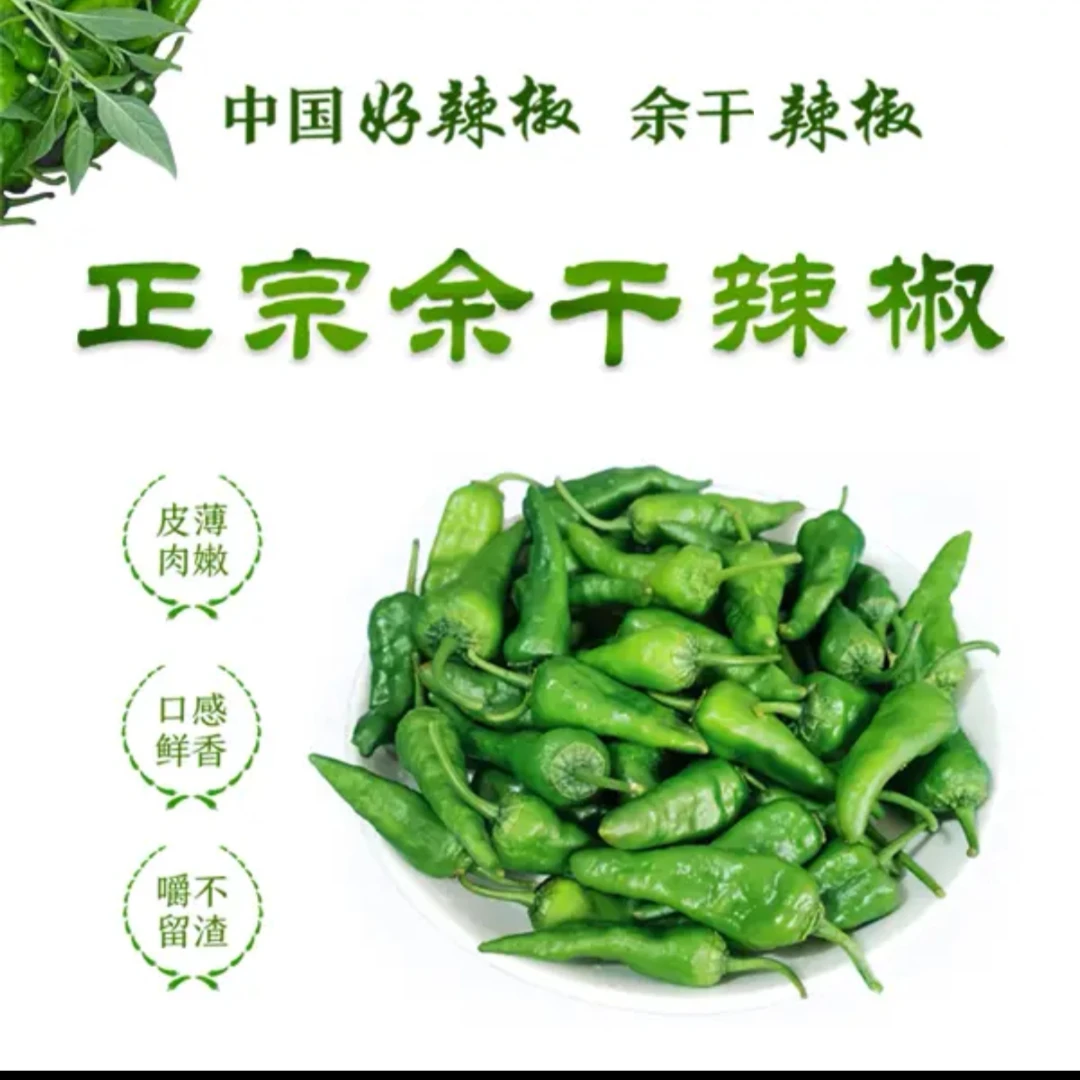 【李洋洋】江西特产正宗余干辣椒新鲜采摘余干辣椒
