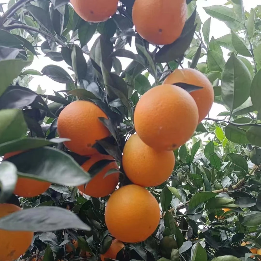 新鲜橙子 水果混发，皮薄肉多 水分充足 橙子