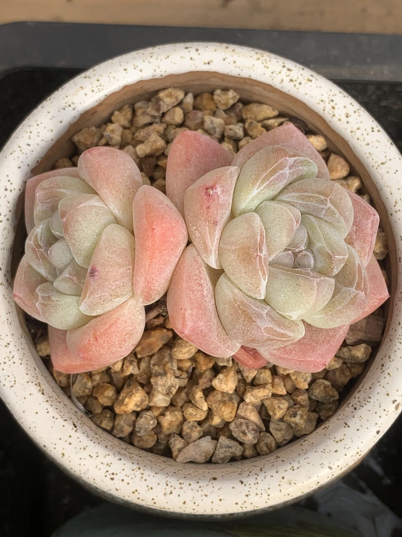 至间精品多肉橙子冰玉