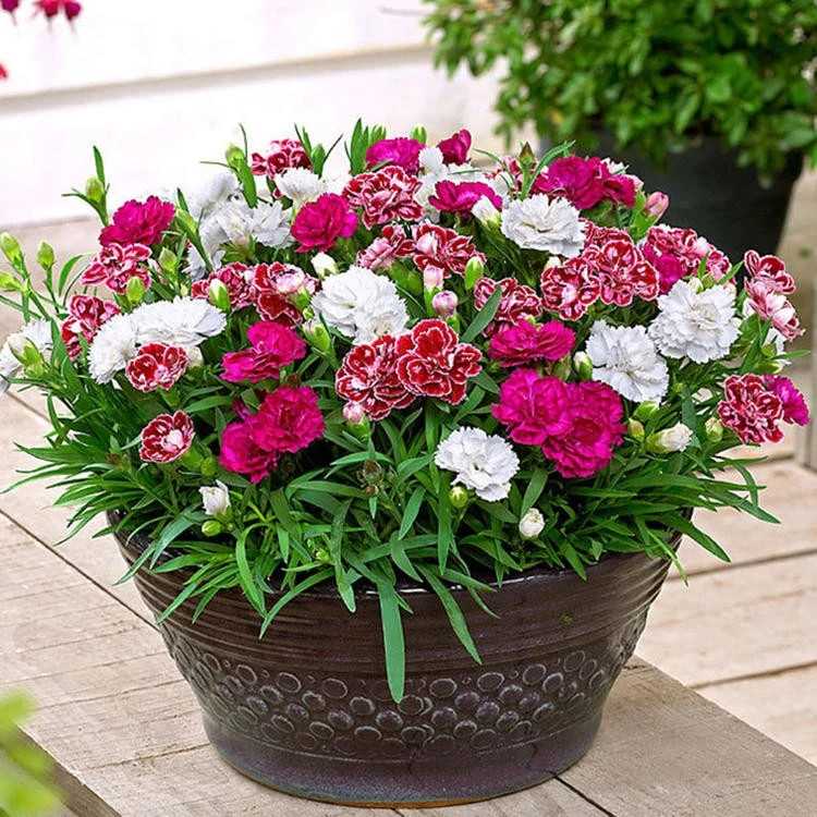 五彩石竹花种籽欧石竹初吻花种四季耐寒盆栽草坪美国常夏石竹种子