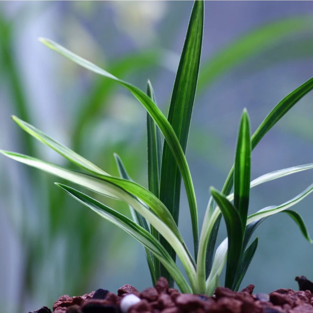 国兰国兰新辉精品兰花直播间一物一拍专用